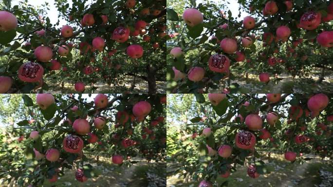 苹果 苹果树 贴字苹果 喜结良缘