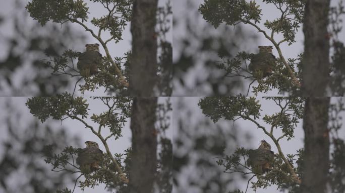 大角猫头鹰坐在树枝上，脑袋在风中摇曳