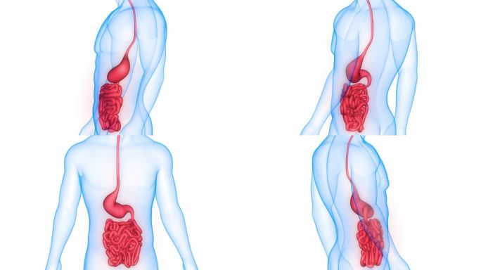 人体消化系统胃与小肠解剖动画概念