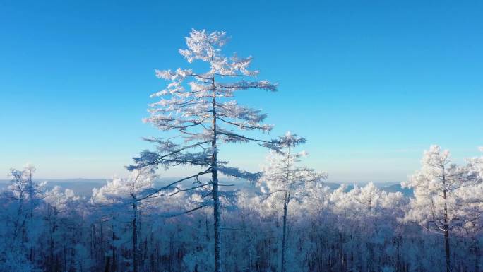 林海雪原 唯美高山雾凇