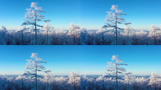 林海雪原 唯美高山雾凇