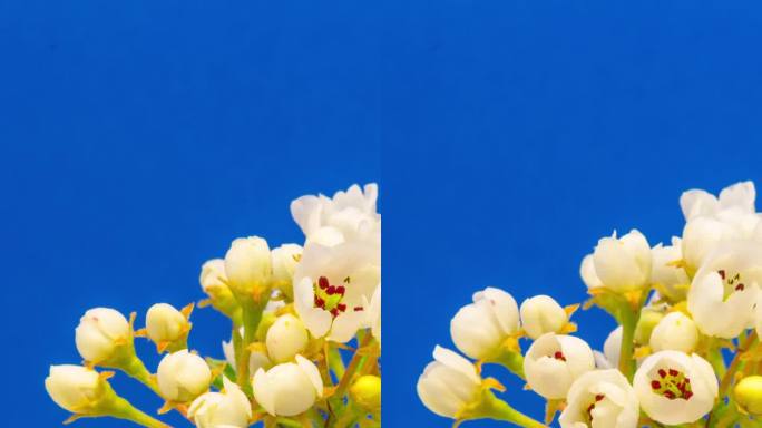 4k垂直延时的梨花绽放和生长在一个蓝色的背景。盛开的梨花。垂直延时9:16比例手机和社交媒体就绪。
