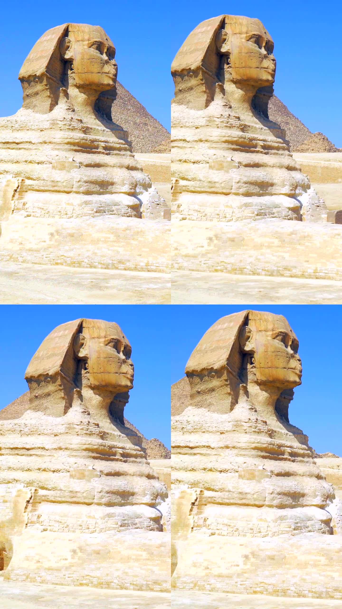 一只美丽的骆驼在银座金字塔旁冉冉升起。开罗,埃及