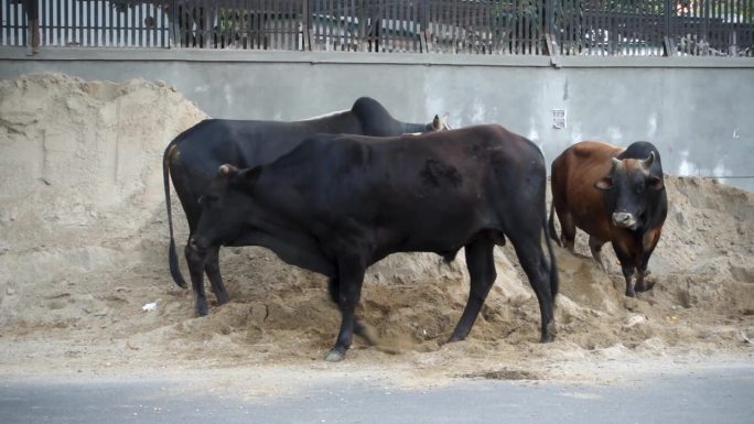印度德拉敦市道路上，长着大角的大型流浪公牛。潜在的交通危险