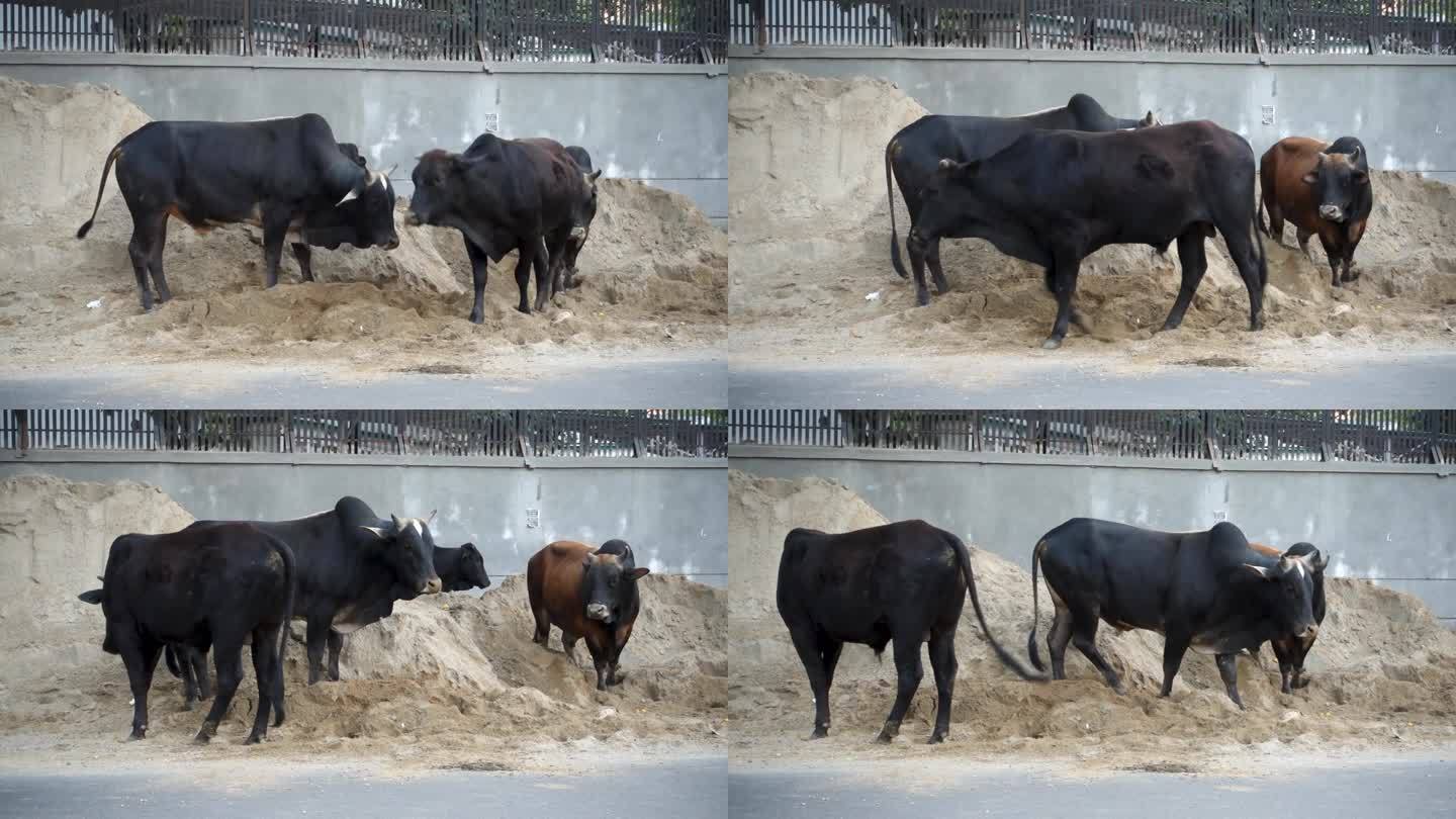 印度德拉敦市道路上，长着大角的大型流浪公牛。潜在的交通危险