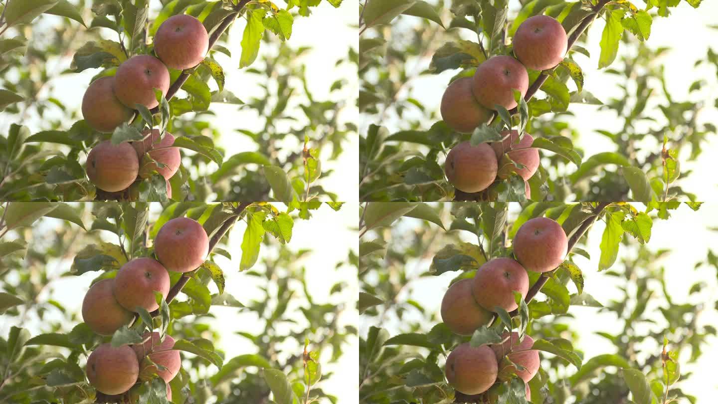 果树 红苹果 成熟 果园 采摘