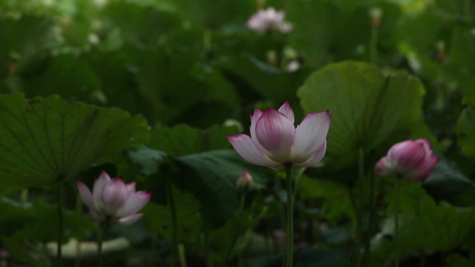 莲花池中一朵朵亭亭玉立的莲花