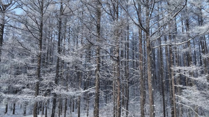 银装素裹冰雪松林