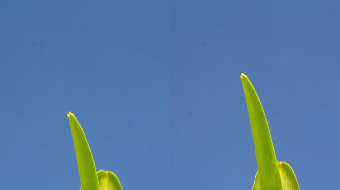 玉米在蓝色背景下从地里长出来，延时视频4K分辨率剪辑。玉米的叶子在镜头前生长。播种玉米种子。垂直延时