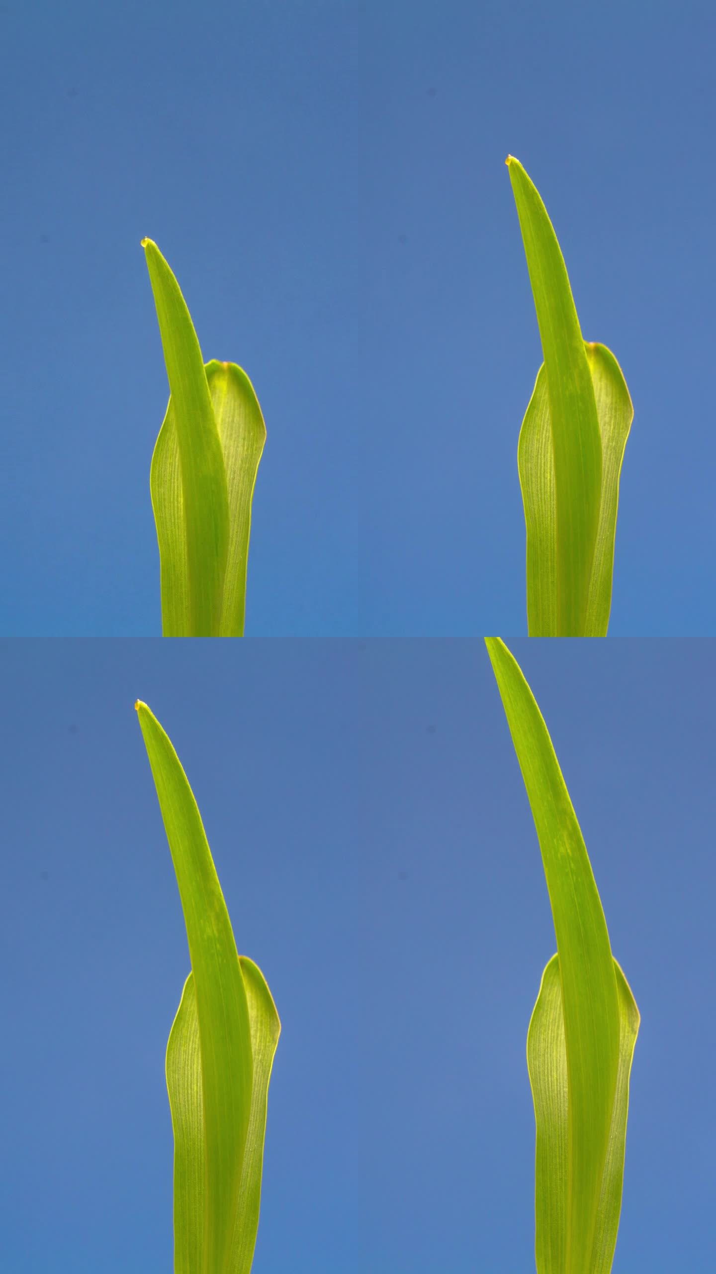 玉米在蓝色背景下从地里长出来，延时视频4K分辨率剪辑。玉米的叶子在镜头前生长。播种玉米种子。垂直延时
