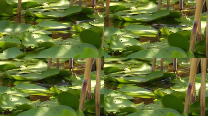 草蛇在池塘里的绿色睡莲叶子周围游泳的镜头