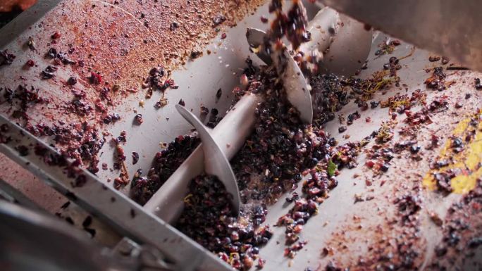 螺旋葡萄机。特写镜头。前视图。在酿酒厂中，从新鲜收获的葡萄中榨出葡萄汁的过程。葡萄栽培。葡萄的收成。