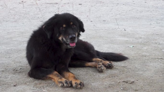 一只大黑獒流浪狗坐在印度尘土飞扬的路上