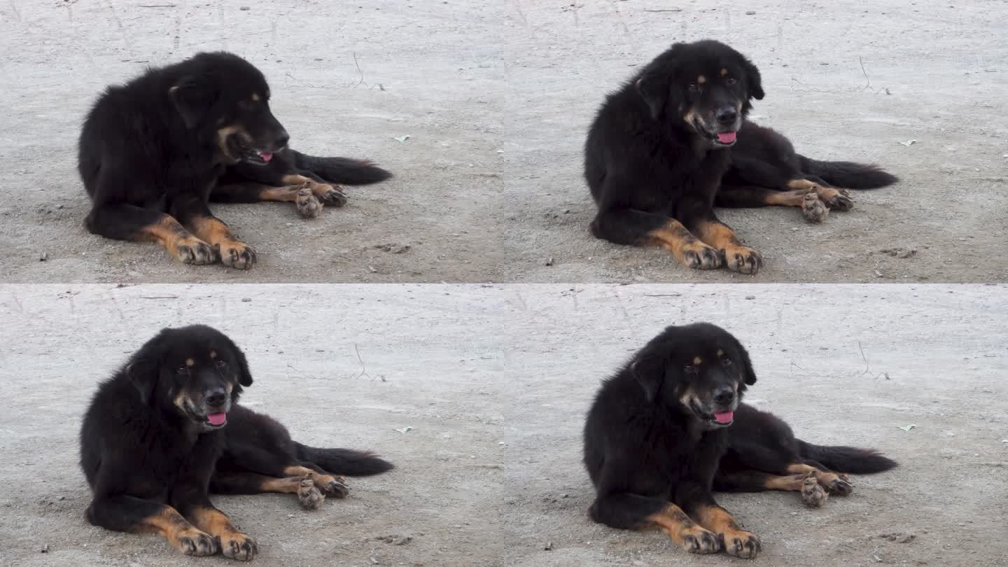 一只大黑獒流浪狗坐在印度尘土飞扬的路上