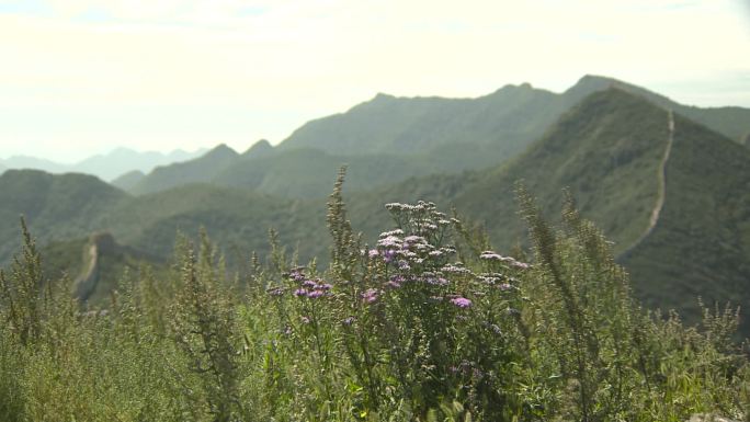 长城风景 野花野草 青山