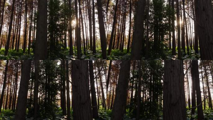 中国广东省佛山市顺德伦教水杉