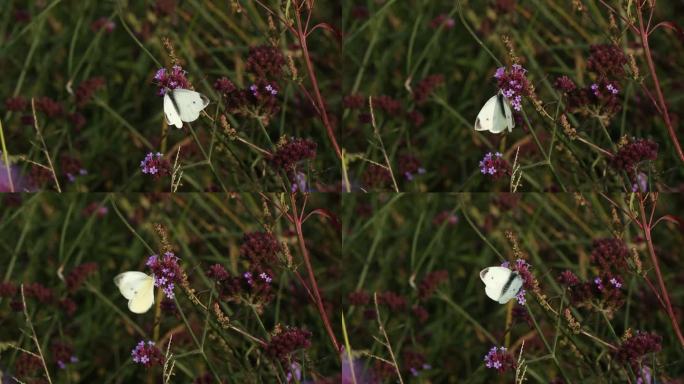 白色蝴蝶停在紫色花马鞭草上