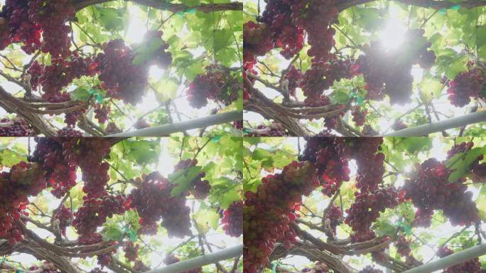 挂在葡萄藤上的一串红葡萄准备在葡萄园的温室里收获，农场里的葡萄，小生意