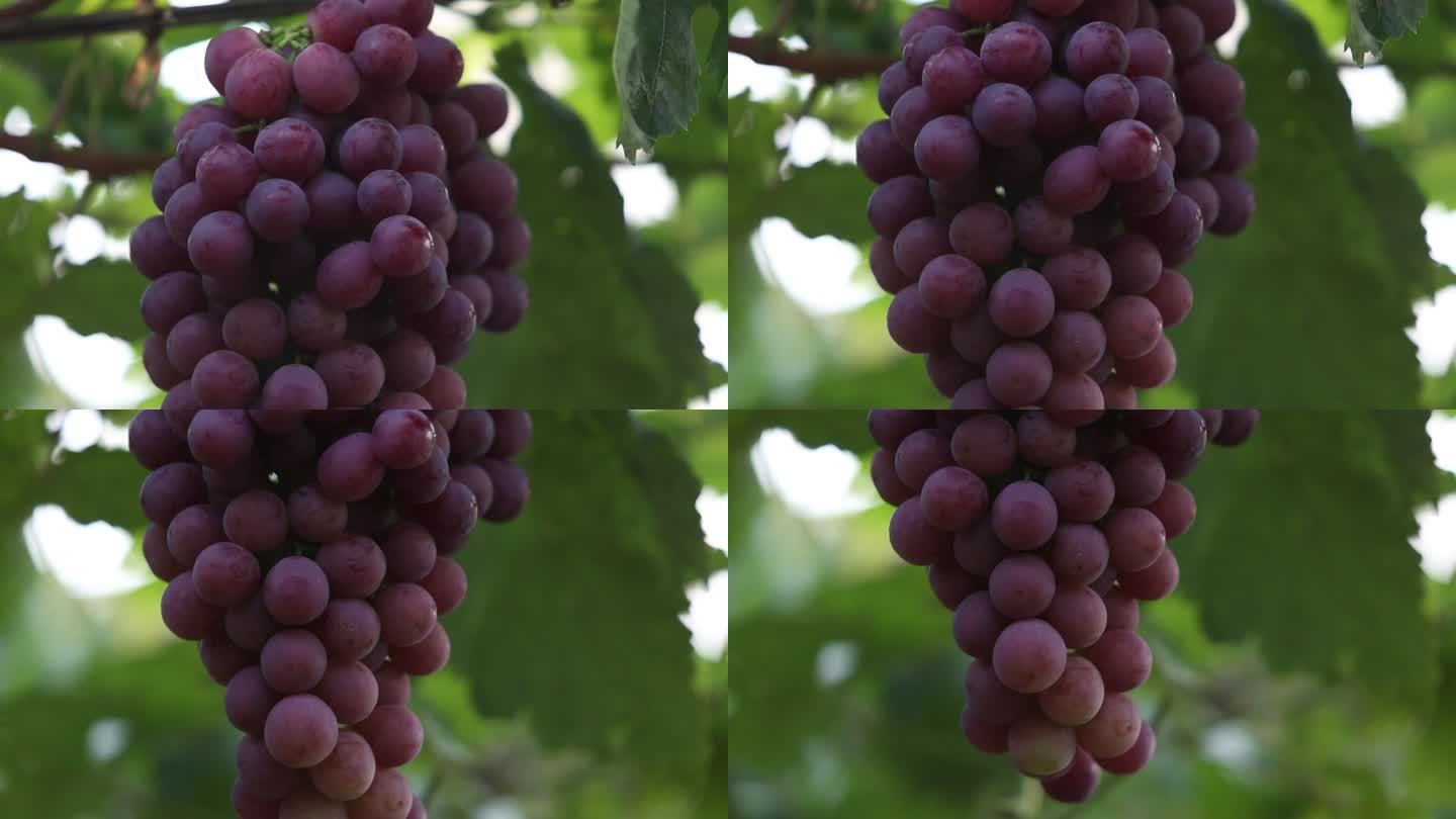 葡萄园 葡萄 生产 树叶