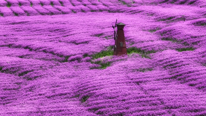 贵阳高坡花海