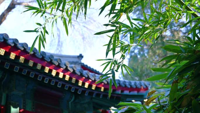 中国园林古建筑与绿竹背景