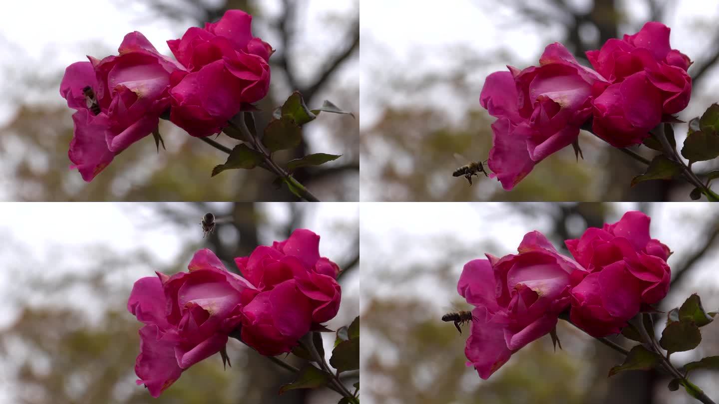 一只蜜蜂正在给一朵红玫瑰授粉。缓慢的运动。关闭了。