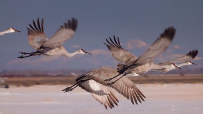 沙丘鹤在冬季飞行的特写慢镜头