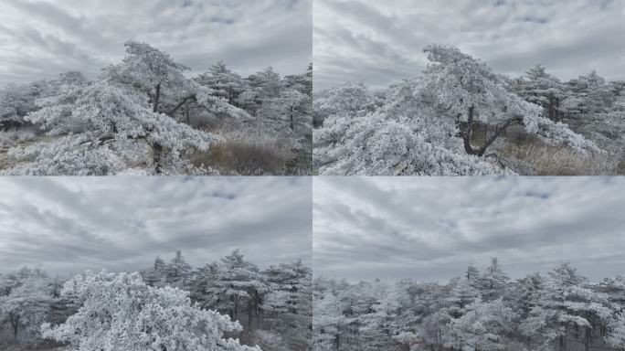 航拍雾凇满山雾凇 大雪封山