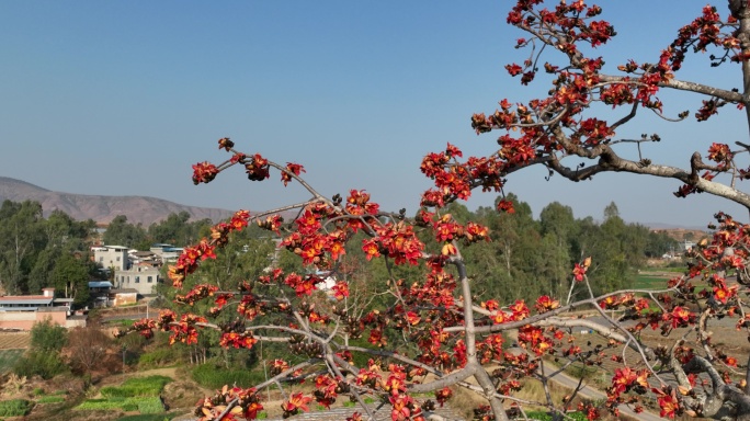 希区柯克变焦近拍木棉花