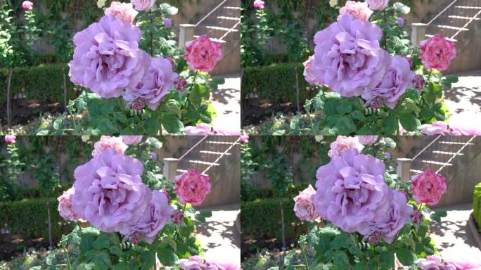 一朵巨大的紫玫瑰生长在阿尔罕布拉宫的一个西班牙花园里