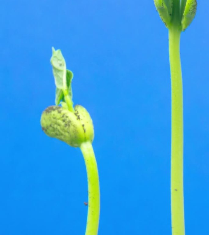 垂直4k延时拍摄的三颗豆芽生长的地面视图，在蓝色背景下拍摄。