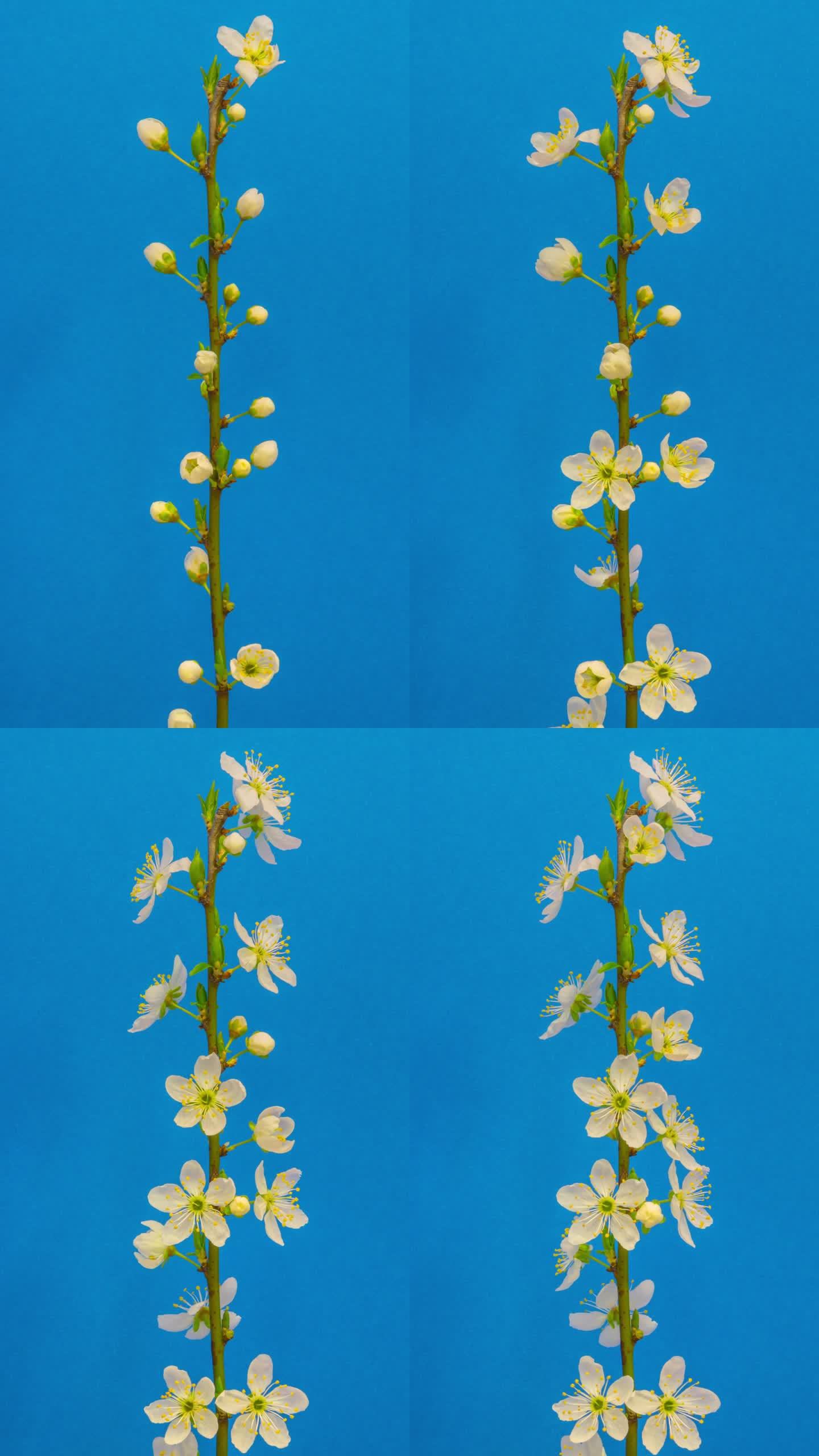 垂直4k延时拍摄一棵梅树的花朵在蓝色背景上绽放和生长。美国野生李树，开白色小花的李属植物。垂直延时9