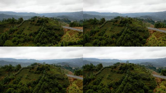 湖南郴州桂东茶园茶山三农冬季自然风光航拍