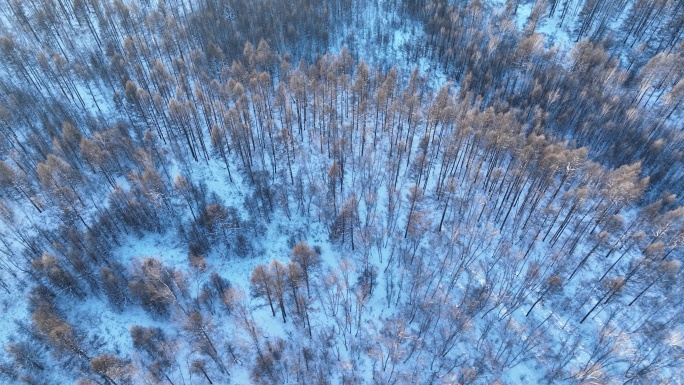 鸟瞰林海雪原密林夕照