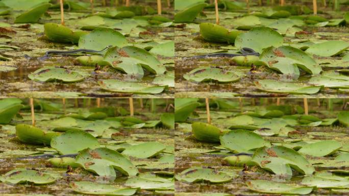 草蛇在池塘里睡莲的大叶子上爬行