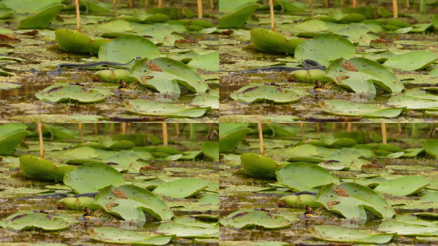 草蛇在池塘里睡莲的大叶子上爬行