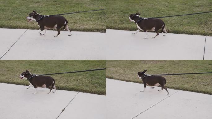 胖胖的小狗伸着舌头走在人行道上