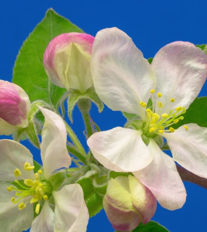 4k垂直延时的苹果树花开花，生长在蓝色的背景。海棠盛开的花。垂直延时9:16比例手机和社交媒体就绪。