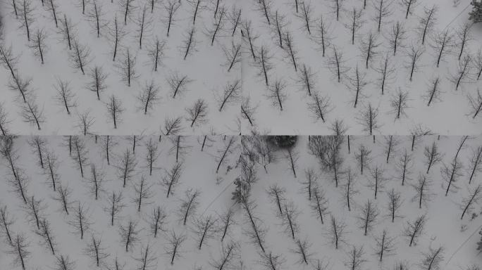 临沂 书圣阁 雪景 树木 航拍 4k