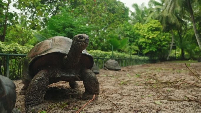 静拍老百岁热带海龟休息。古代受保护的异国龟的特写。