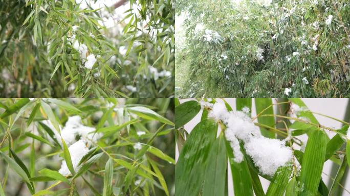 雪景 竹子 雪中的竹子 树枝上的雪