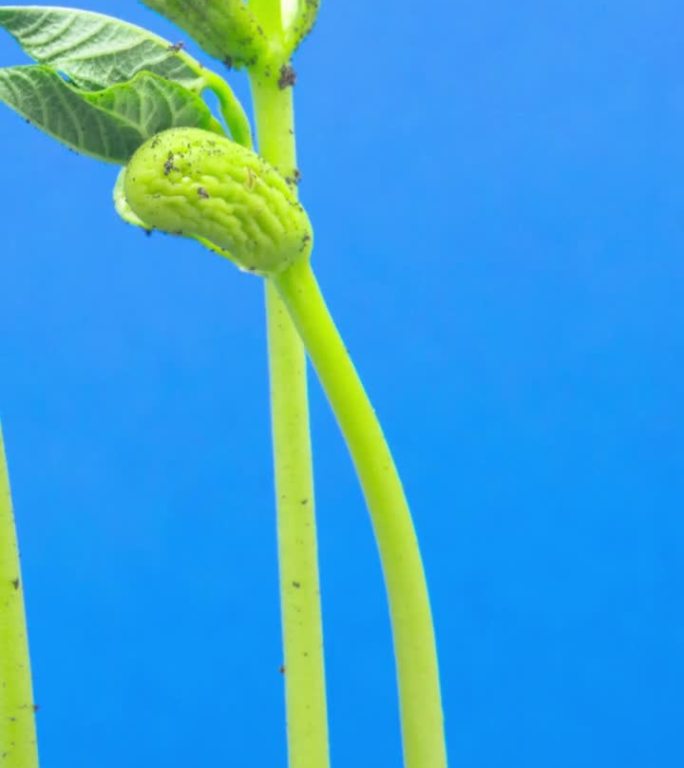 垂直4k延时拍摄的三颗豆芽生长的地面视图，在蓝色背景下拍摄。