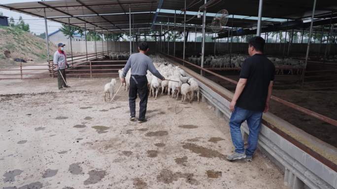 养殖业 养羊实拍