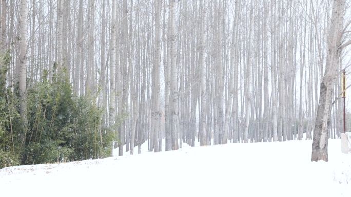 冬天大雪缓缓飘落