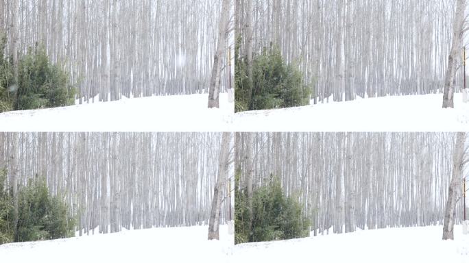 冬天大雪缓缓飘落