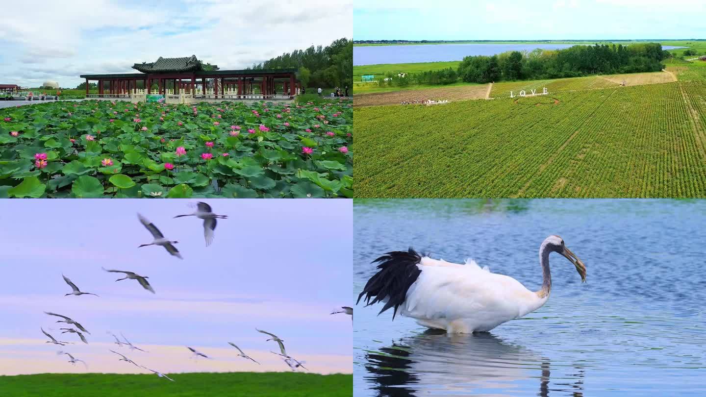 扎龙自然保护区湿地