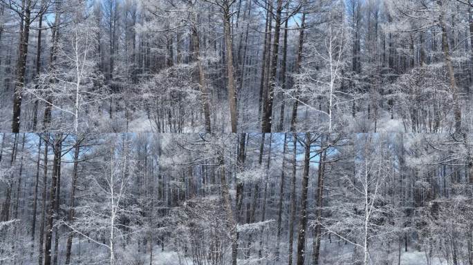 银装素裹冰雪松林