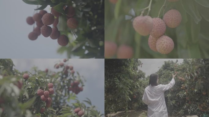 荔枝 荔枝种植 增城荔枝 乡村振兴