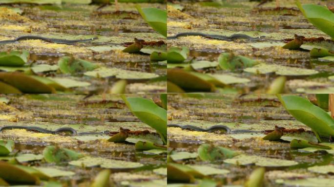 草蛇在满是水生植物的池塘里游泳