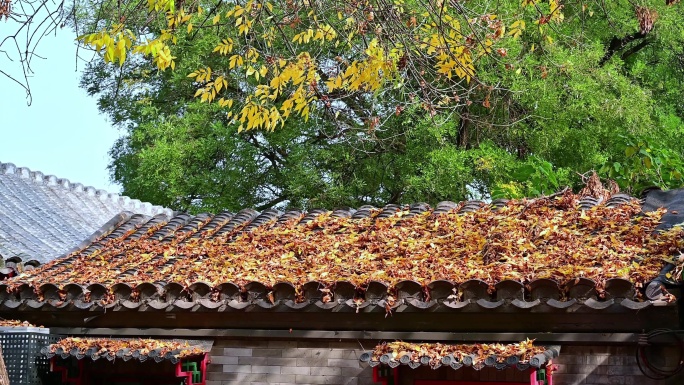 老北京屋顶的秋天落叶